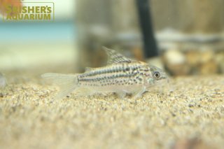 コリドラスの仲間 - Corydoras-｜スリッシャーズ アクアリウム (Page 2)