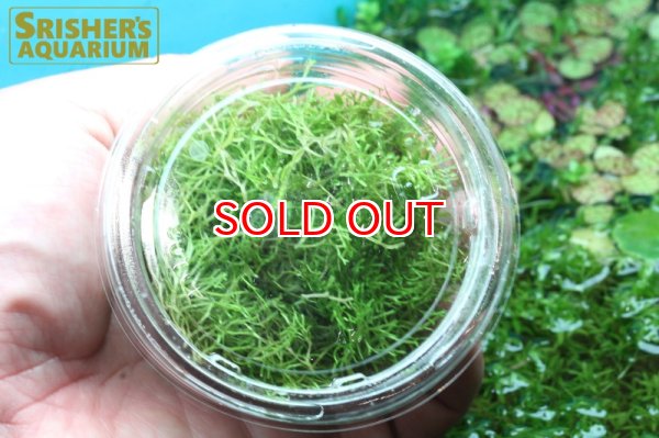 画像1: 水草 国産リシア カップ (1)