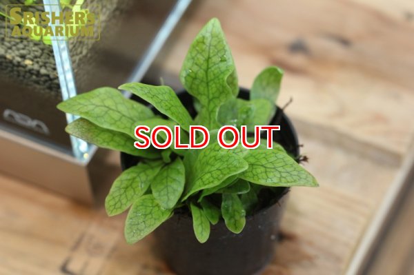 画像2: 観葉植物 クロコダイルファン (2)