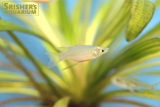 レインボーフィッシュ レインボーフィッシュ - Wikipedia