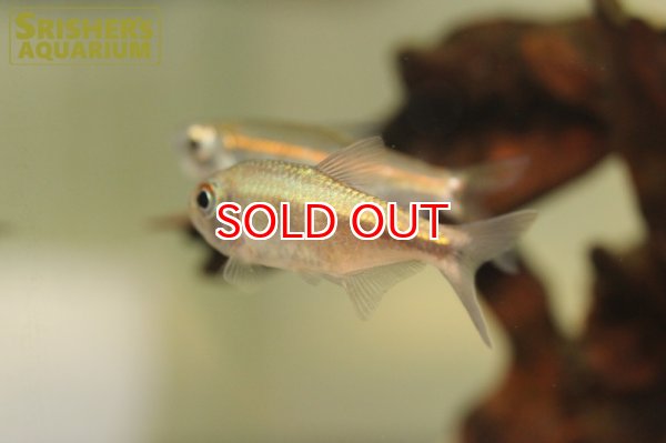 画像2: ピンクサファイアコギャルテトラ (2)