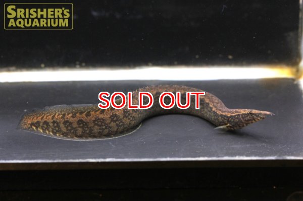 画像2: マウンテンスパイニーイール (2)