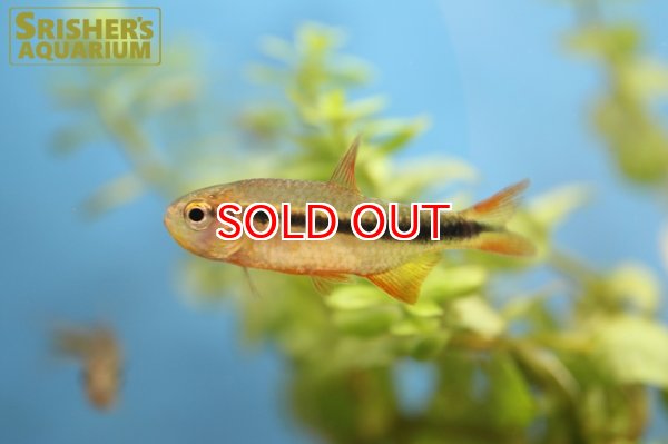 画像4: グリーンラインラピステトラ (4)