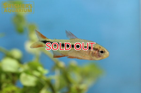 画像3: グリーンラインラピステトラ (3)