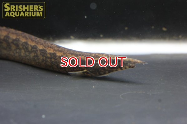 画像3: マウンテンスパイニーイール (3)