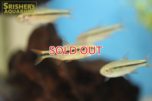 画像6: グリーンラインラピステトラ (6)