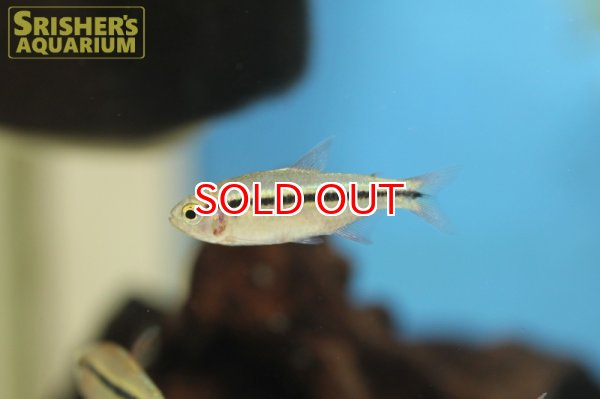 画像5: グリーンラインラピステトラ (5)