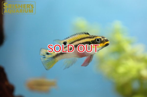 画像2: ペルビカクロミス タエニアータス ナイジェリア レッド (ブリード) (ペア) (2)