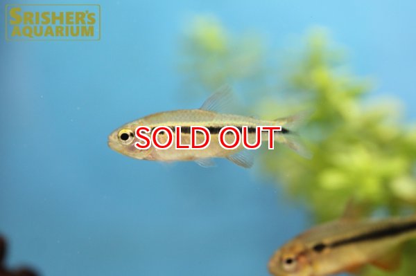 画像7: グリーンラインラピステトラ (7)