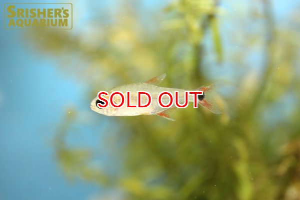 画像3: ハイフェソブリコン　クレナコレ (3)