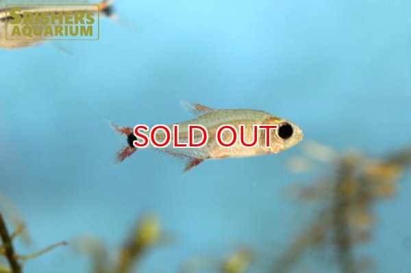 画像2: ハイフェソブリコン　クレナコレ (2)