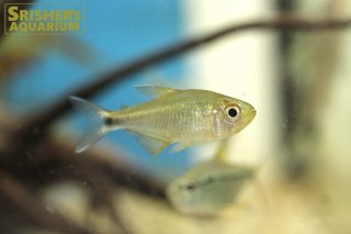 小型カラシンの仲間 - Characin-｜スリッシャーズ アクアリウム (Page 3)