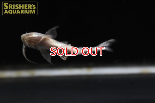 画像4: バガリウス　ヤレリー (4)