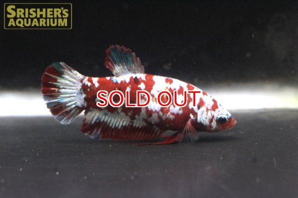 画像3: ハーフムーンプラガットベタ レッドギャラクシー メス (3)