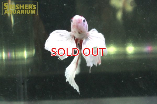 画像5: ハーフムーンプラガットベタ　ダンボ　キャンディ（ニモ）オス (5)