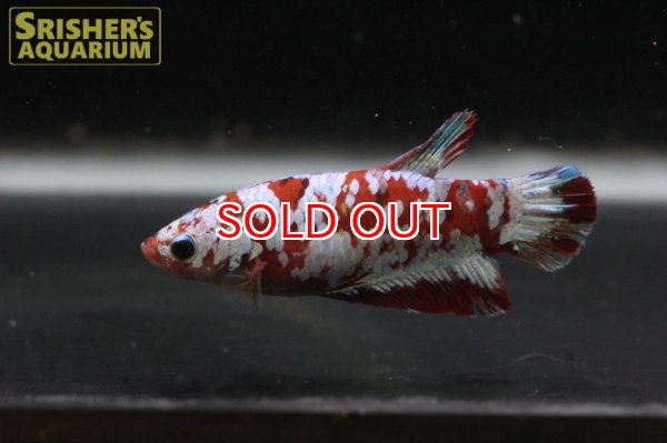 画像2: ハーフムーンプラガットベタ レッドギャラクシー メス (2)