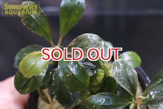 ブセファランドラ　彩雲　最終価格 2025年最新】bucephalandra 彩雲の人気アイテム - メルカリ