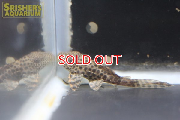 画像2: トリニダードプレコ（コロンビア） (2)