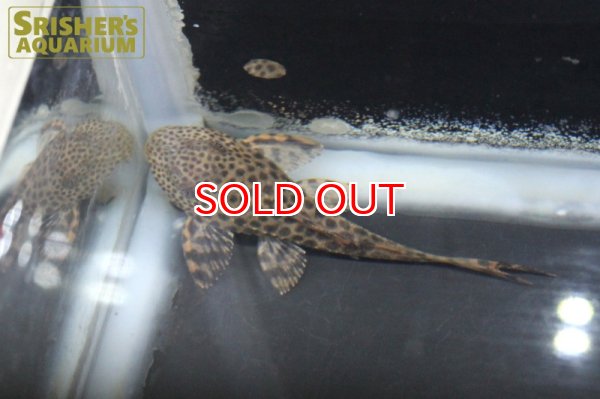 画像3: トリニダードプレコ（コロンビア） (3)