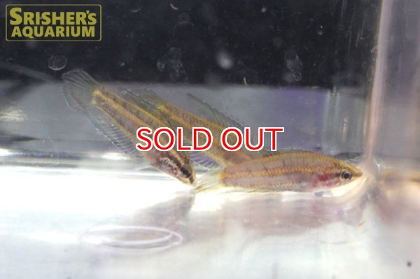 画像2: パロスフロメヌス　オパリオス (2)