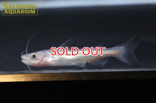 画像4: レッドテールキャット x パールム (4)