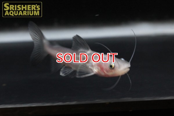 画像3: レッドテールキャット x パールム (3)