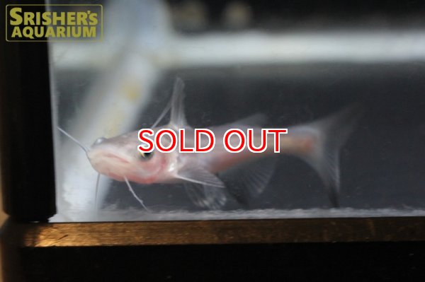 画像5: レッドテールキャット x パールム (5)