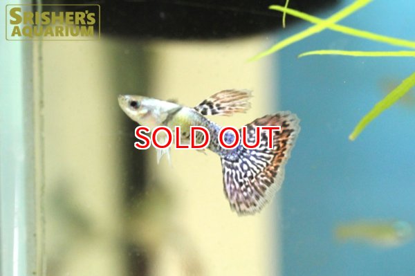 画像2: レッドドラゴングッピー（オス） (2)