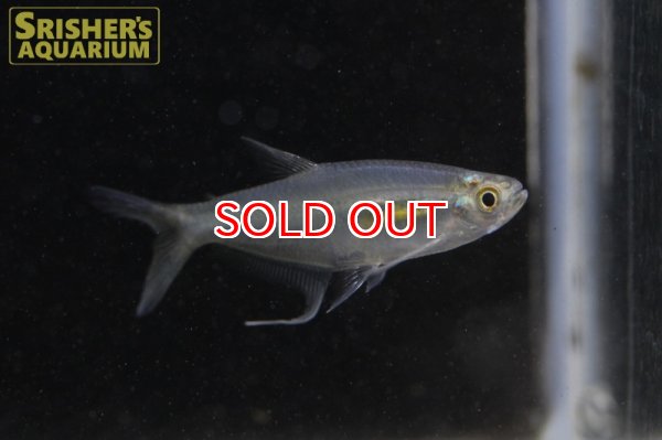 画像2: プリオノブラマ SP.ペルビアンブルー (2)