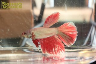 ベタの仲間 - Betta - スリッシャーズ アクアリウム