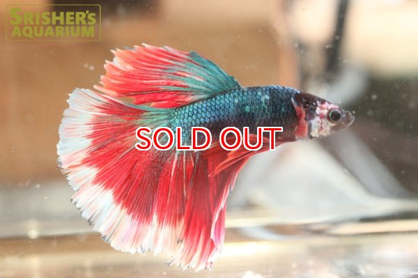 画像2: ベタ　ハーフムーン オス n-2 (2)