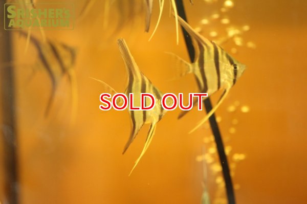 画像3: アルタムエンゼル（SM-M） (3)