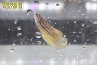 ベタの仲間 - Betta - スリッシャーズ アクアリウム