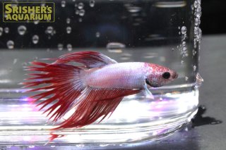 ベタの仲間 - Betta - スリッシャーズ アクアリウム