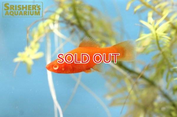 画像2: ルビーアイタンジェリンソード (2)