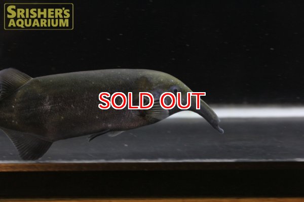 画像2: ロングノーズエレファント（リンコフォルス） (2)