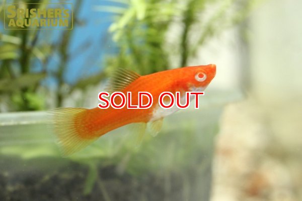 画像1: ルビーアイタンジェリンソード (1)