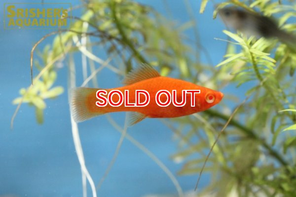 画像3: ルビーアイタンジェリンソード (3)