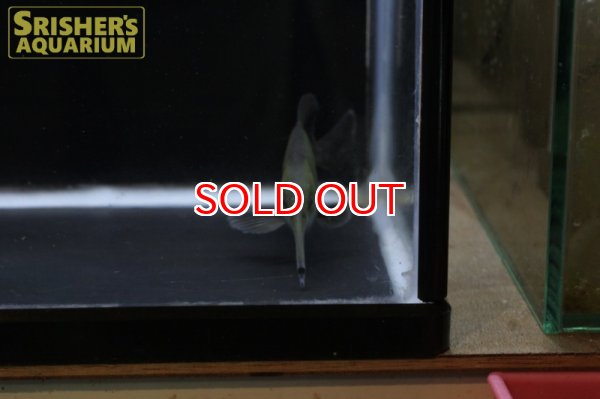 画像4: ロングノーズエレファント（リンコフォルス） (4)