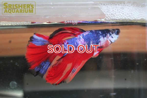 画像2: ベタ　ハーフムーン オス  (2)