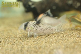 コリドラスの仲間 - Corydoras-｜スリッシャーズ アクアリウム