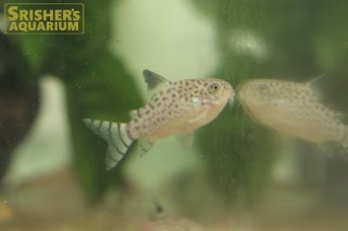 コリドラスの仲間 - Corydoras-｜スリッシャーズ アクアリウム