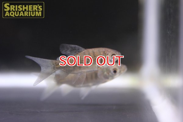 画像2: グリーンプロキロダス（コロンビア） (2)