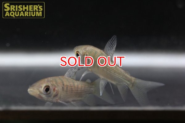 画像3: グリーンプロキロダス（コロンビア） (3)