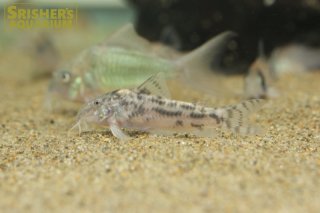 コリドラスの仲間 - Corydoras-｜スリッシャーズ アクアリウム