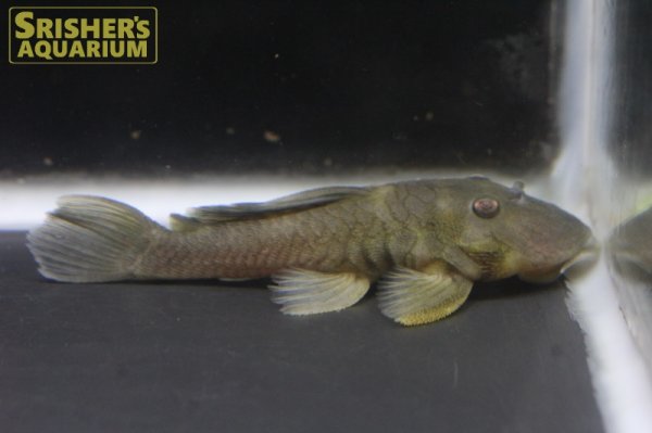 画像2: オリーブグリーンダルマプレコ (2)