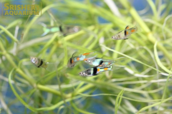 画像3: エンドラーズ エルティグレ オス　 (3)