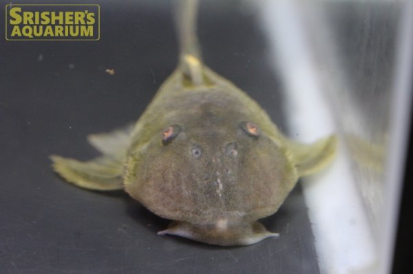 画像3: オリーブグリーンダルマプレコ (3)