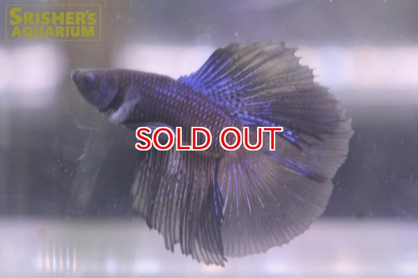 画像2: ベタ ダブルテール オス n-1 (2)