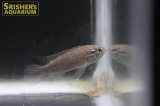 アピストの仲間 - Apistogramma-｜スリッシャーズ アクアリウム